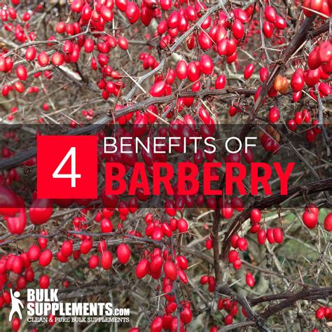 burberry frutas|barberry benefits and side effects.